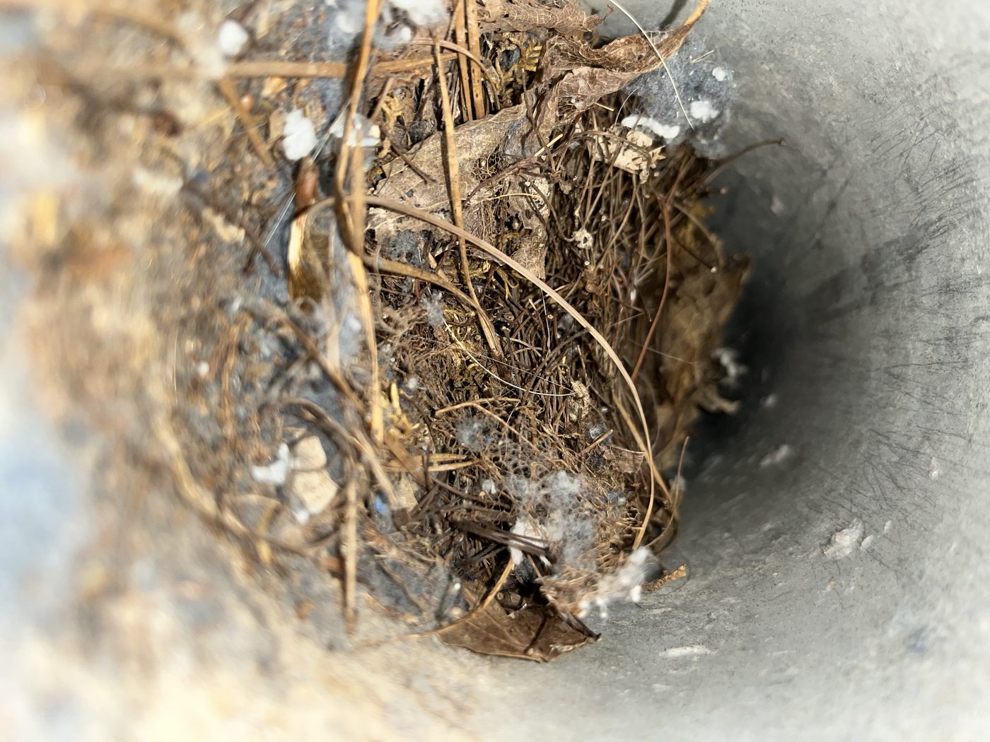 Bird nest blocking dryer vent